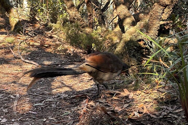 Blue Mountains Full-Day Guided Tour from Katoomba: Scenic Lookouts & Local Lunch photo 4