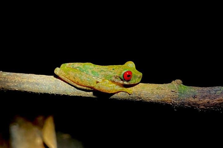 Monteverde Night Adventure: Guided Nocturnal Walk in the Cloud Forest photo 4