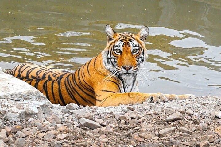 Golden Triangle & Ranthambore: 5-Day Delhi–Agra–Jaipur Safari with Taj Sunrise photo 3
