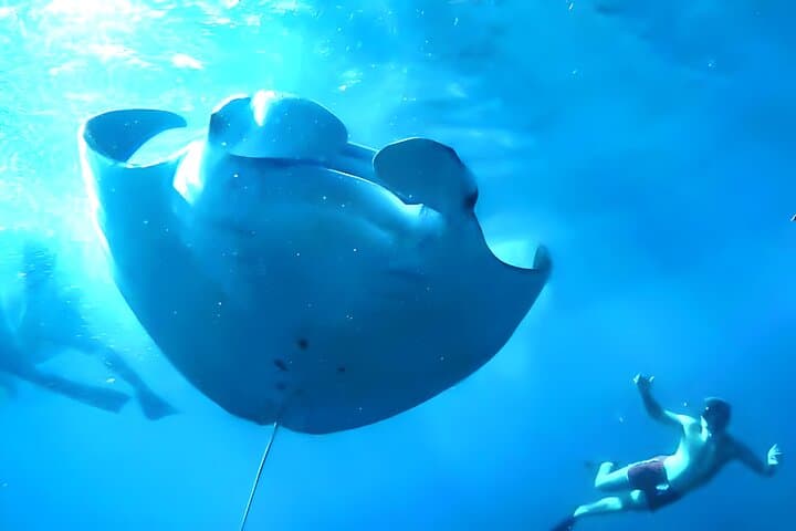 Snorkeling Nusa Penida: Manta Bay, Wall Point & Gamat Bay Guide