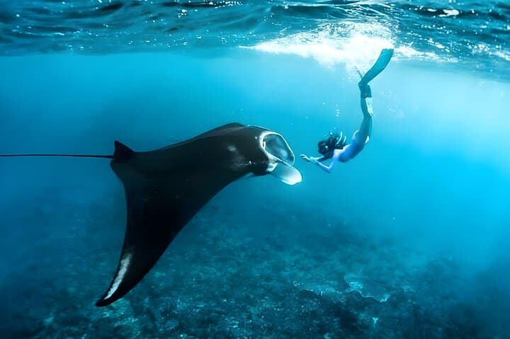 Snorkeling Nusa Penida: Manta Bay, Wall Point & Gamat Bay Guide photo 2