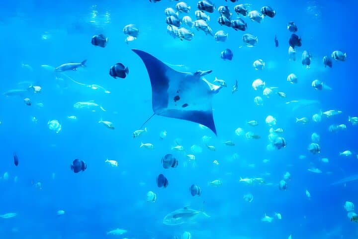 Snorkeling Nusa Penida: Manta Bay, Wall Point & Gamat Bay Guide photo 3