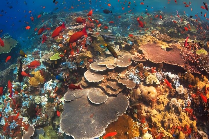 Snorkeling Nusa Penida: Manta Bay, Wall Point & Gamat Bay Guide photo 6