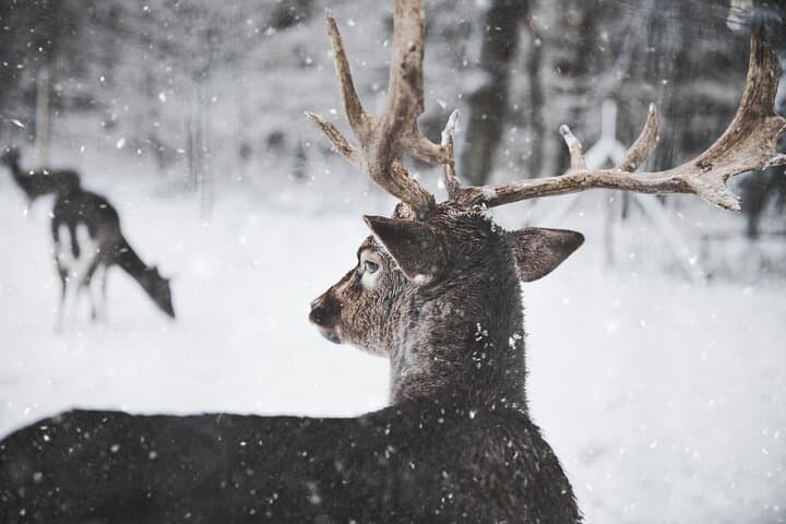 Ranua Arctic Zoo Wild Park with Lunch — Visitor Guide & What to Expect photo 2