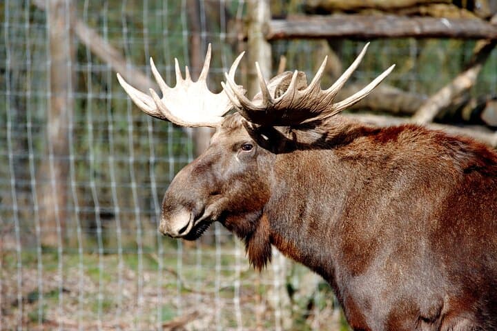 Ranua Arctic Zoo Wild Park with Lunch — Visitor Guide & What to Expect
