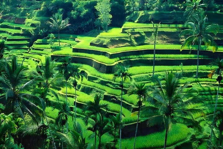 Best of Ubud: Waterfalls, Temples, Rice Terraces and Mount Batur Views photo 2