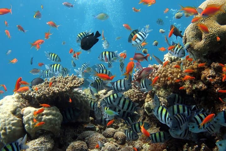 Nha Trang Coral Reef Snorkel and Mud Bath Day Tour photo 3
