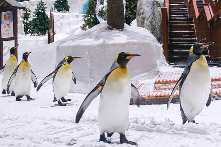 Ski Dubai Full-Day Snow Park & Penguin Encounter — Indoor Skiing in the Desert photo 2