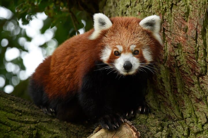 Whipsnade Zoo Visitor Guide: Plan Your Day with Elephants, Penguins & Play photo 6