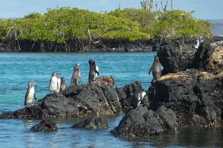 Galapagos Island Hopping: 10-Day Santa Cruz & Isabela Adventure photo 4
