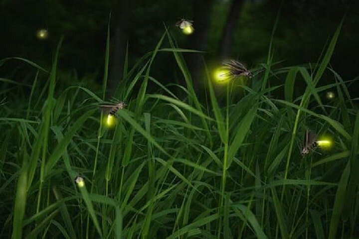 Kuala Selangor Fireflies Night Boat Tour & Seafood Dinner from Kuala Lumpur