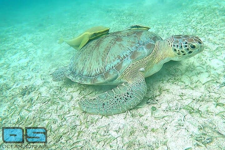 Do-It-All Trip: Snorkel Two Reefs, Pizza & Sunset Party in the US Virgin Islands photo 6