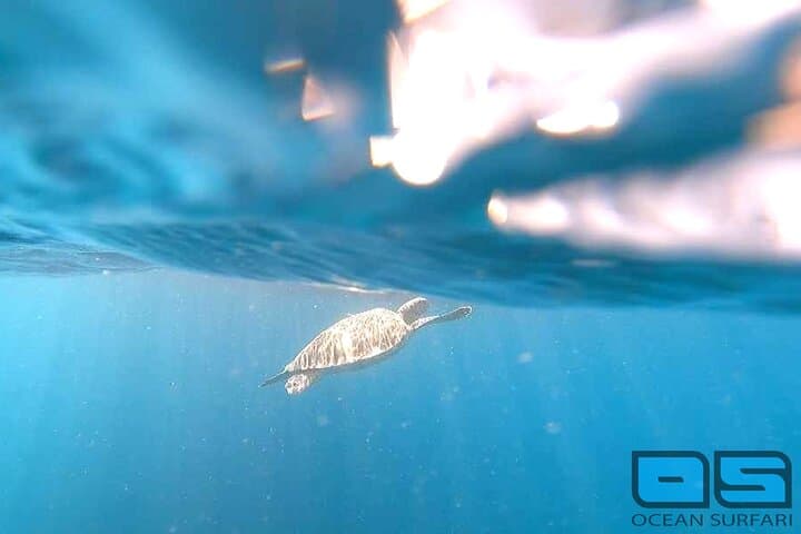 Do-It-All Trip: Snorkel Two Reefs, Pizza & Sunset Party in the US Virgin Islands photo 3