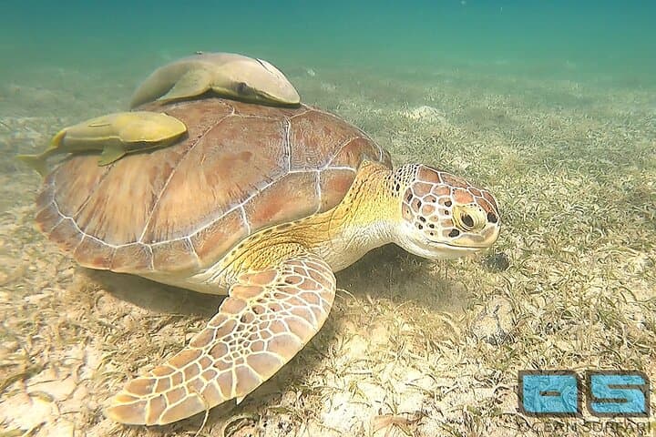 Snorkel the Virgin Islands National Park: Half-Day Boat Excursion from St. Thomas