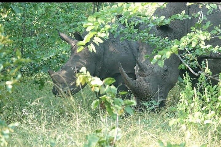 Livingstone Rhino Walking Safari: Close-Up Walks in Mosi-oa-Tunya National Park photo 6
