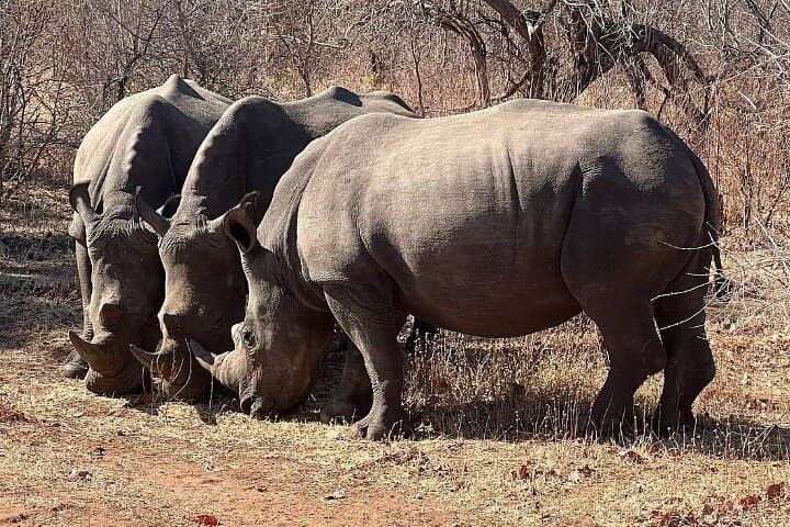 Livingstone Rhino Walking Safari: Close-Up Walks in Mosi-oa-Tunya National Park photo 2