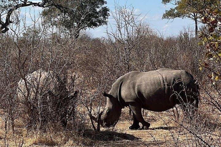 Livingstone Rhino Walking Safari: Close-Up Walks in Mosi-oa-Tunya National Park photo 3