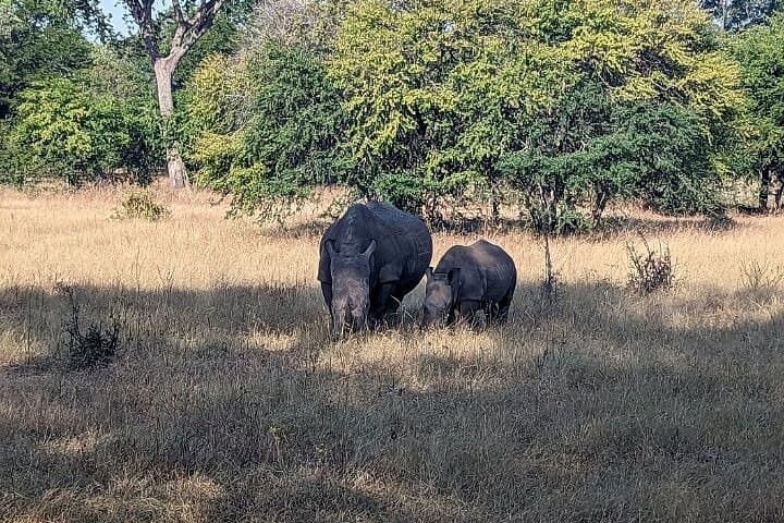 Livingstone Rhino Walking Safari: Close-Up Walks in Mosi-oa-Tunya National Park photo 4