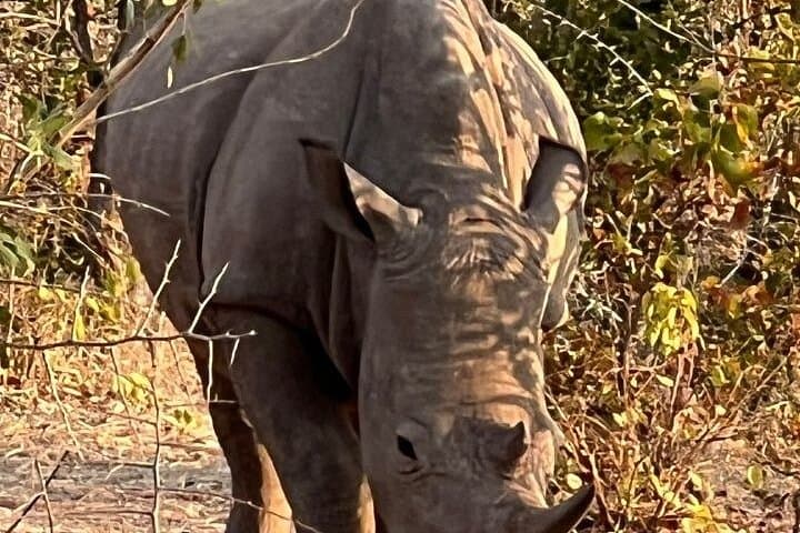 Livingstone Rhino Walking Safari: Close-Up Walks in Mosi-oa-Tunya National Park photo 5