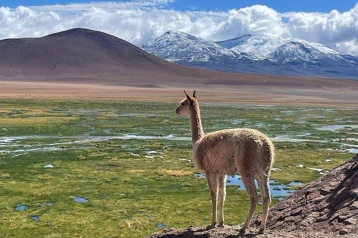 2-Day Atacama Circuit: Moon Valley, Rainbow Valley, Tatio Geysers & Laguna Cejar photo 5