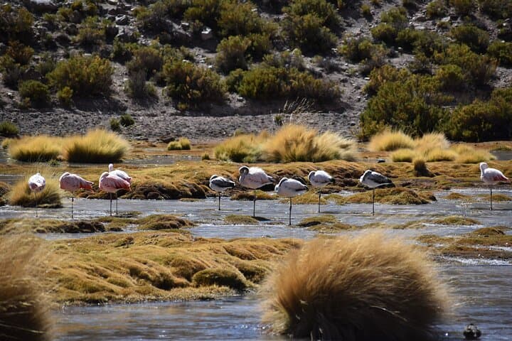 2-Day Atacama Circuit: Moon Valley, Rainbow Valley, Tatio Geysers & Laguna Cejar photo 6