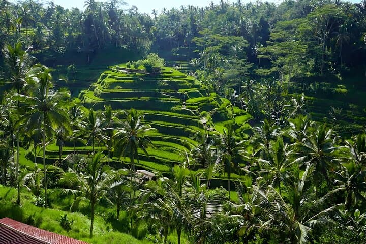 Private Full-Day Ubud Villages Tour: Tegenungan, Tegalalang & Monkey Forest