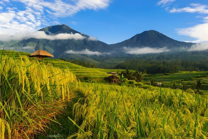 Full-Day Bali Highlights: Bedugul, Jatiluwih & Tanah Lot Private Tour photo 2