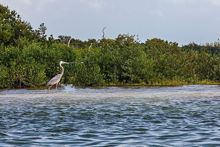 Holbox Classic 3-Island Boat Tour: Punta Mosquito, Passion Island & Yalahau Cenote photo 4