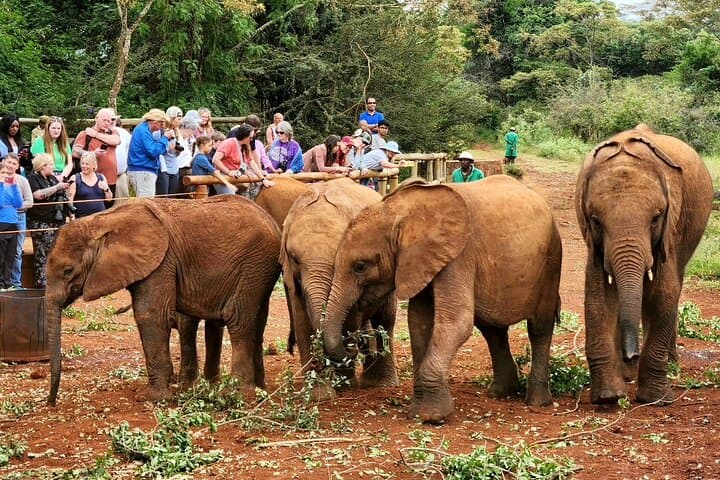 Nairobi Half-Day: Elephant Orphanage & Giraffe Centre Tour
