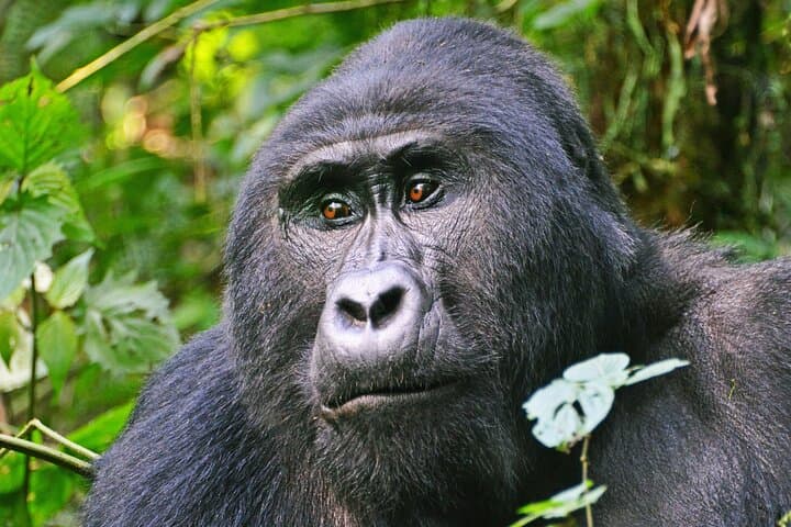 Gorilla Tracking in Bwindi: 3-Day Guided Safari from Kampala