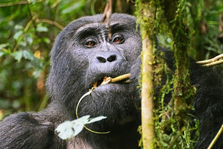 Gorilla Tracking in Bwindi: 3-Day Guided Safari from Kampala photo 2