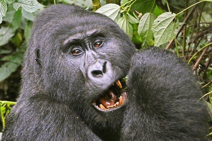 Gorilla Tracking in Bwindi: 3-Day Guided Safari from Kampala photo 3