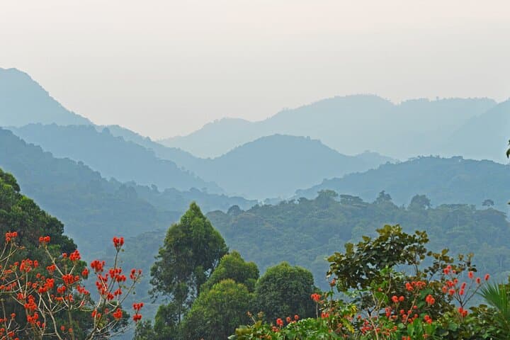 Gorilla Tracking in Bwindi: 3-Day Guided Safari from Kampala photo 4