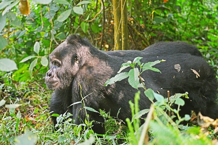 Gorilla Tracking in Bwindi: 3-Day Guided Safari from Kampala photo 5