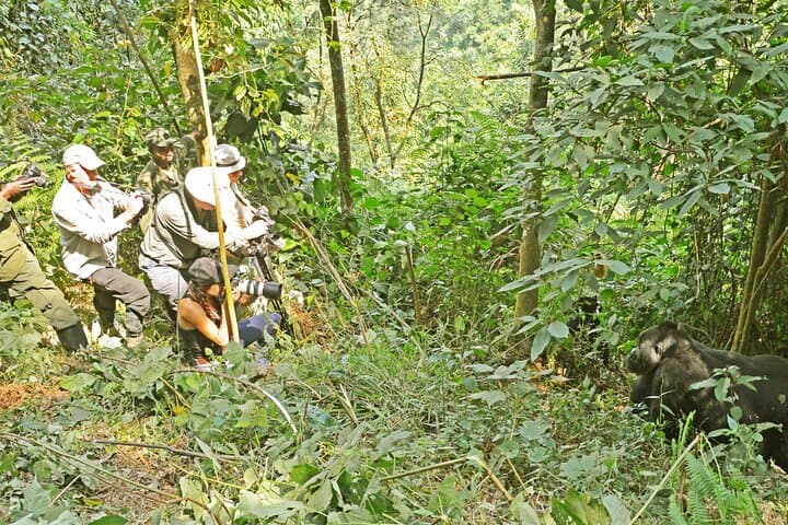 Gorilla Tracking in Bwindi: 3-Day Guided Safari from Kampala photo 6