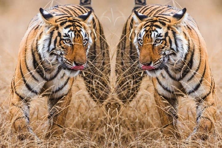 Golden Triangle with Ranthambore: 4-Day Delhi, Agra & Jaipur Tiger Safari photo 1