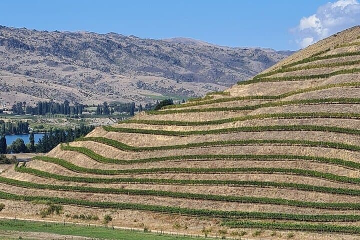 Cromwell Classic Car Wine Tour: Private Central Otago Vineyard Tasting photo 5