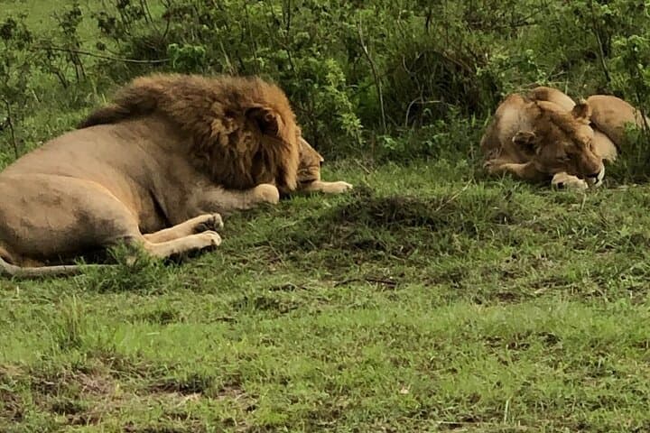 Explore Nairobi National Park: A Half-Day Wildlife Safari Near the City photo 4