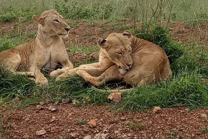 Discover Nairobi National Park and Giraffe Center: A Half-Day Wildlife and Conservation Experience photo 3