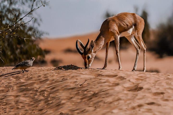 Dubai Red Dunes Safari: Morning Dune Bashing, Camel Ride & Desert Breakfast photo 5