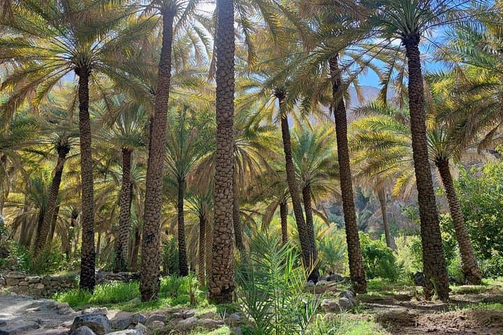 Salalah City Private Tour: 4-Hour Cultural Highlights & Frankincense Heritage photo 3
