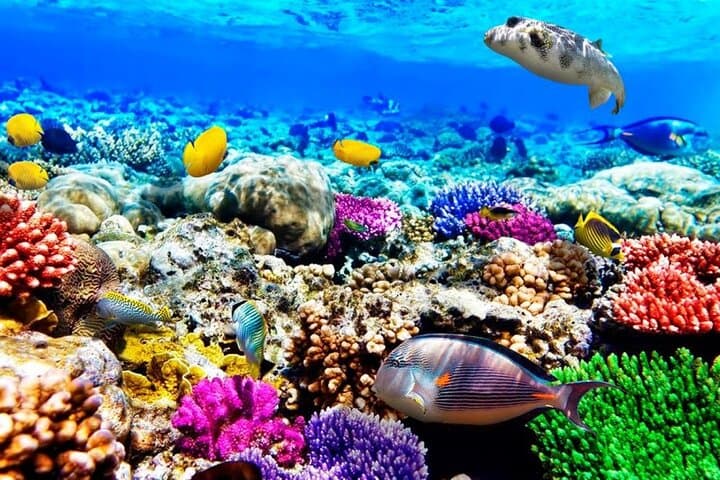 Full-Day Mnemba Dolphin & Jozani Forest Tour — Snorkel, The Rock Lunch, Prison Island photo 6