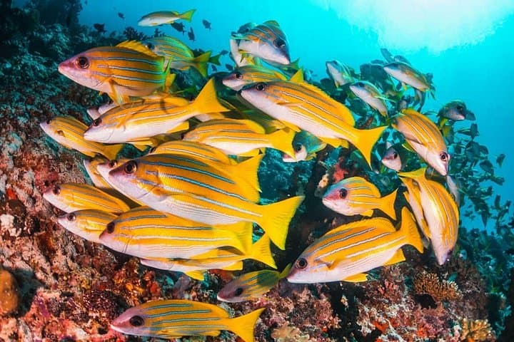 Mnemba Island Snorkel, Spice Farm Cooking Class & Sunset Horse Ride in Zanzibar photo 2