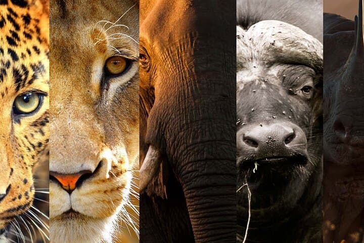3-Day Big Five Safari from Arusha: Tarangire, Ngorongoro & Lake Manyara photo 1