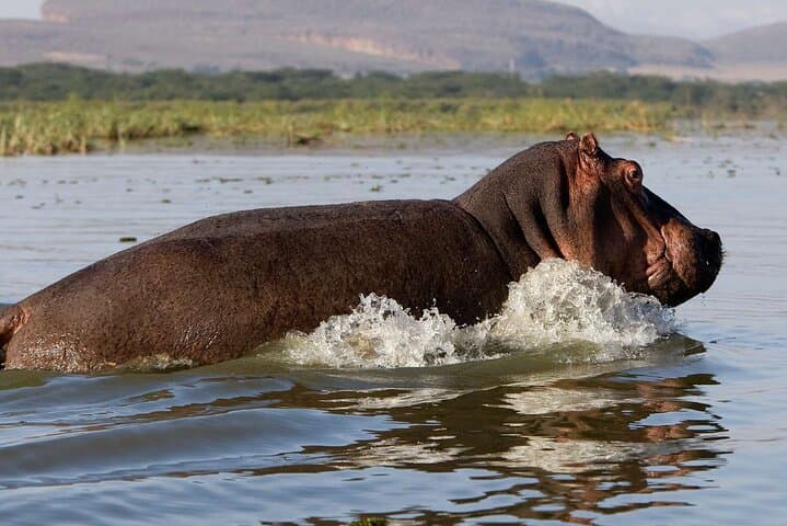 Hells Gate & Lake Naivasha Day Trip: Biking, Boat Ride and Crescent Island Walk photo 4