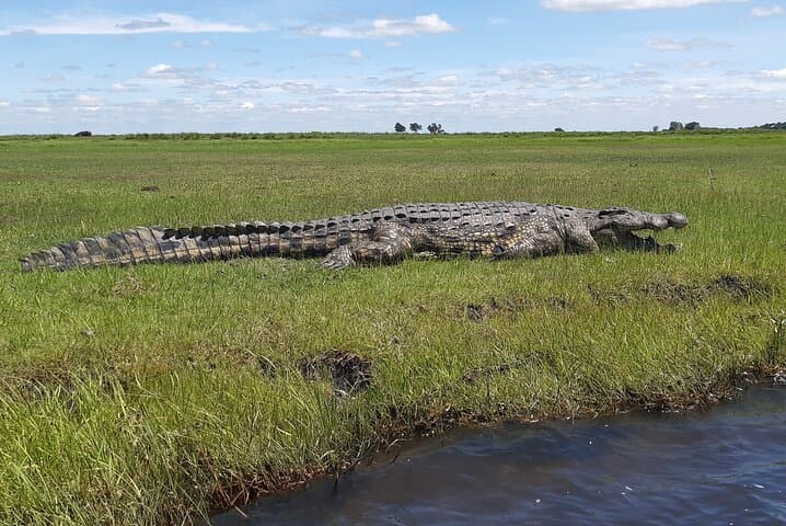 Victoria Falls & Chobe Combo: Helicopter Flight, Falls Tour and Chobe Safari photo 5