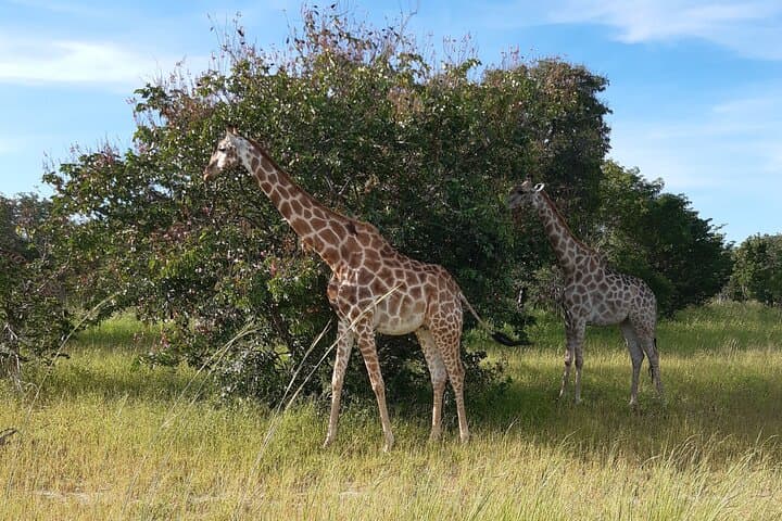 Victoria Falls & Chobe Combo: Helicopter Flight, Falls Tour and Chobe Safari photo 6