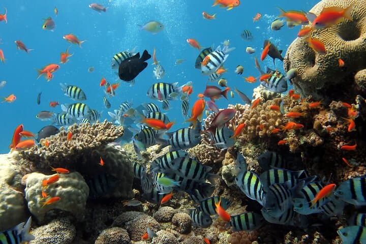 SUP & Snorkel at Hon Chong Beach: Paddle to Nha Trang’s Shallow Reefs photo 5
