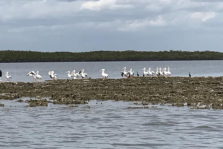 Homosassa Eco Airboat Tour – 90-Minute Manatee & Mangrove Adventure photo 4