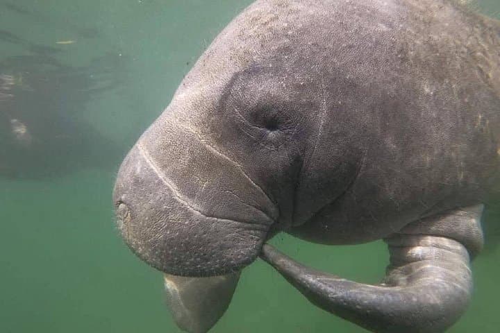 Crystal River Manatee Swim: Semi-Private Heated-Boat Tour in Kings Bay photo 3